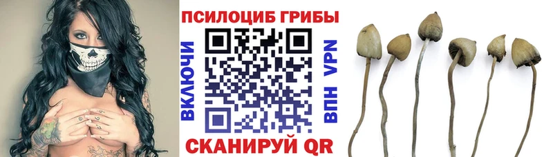 Галлюциногенные грибы Magic Shrooms цены наркотик Тайшет